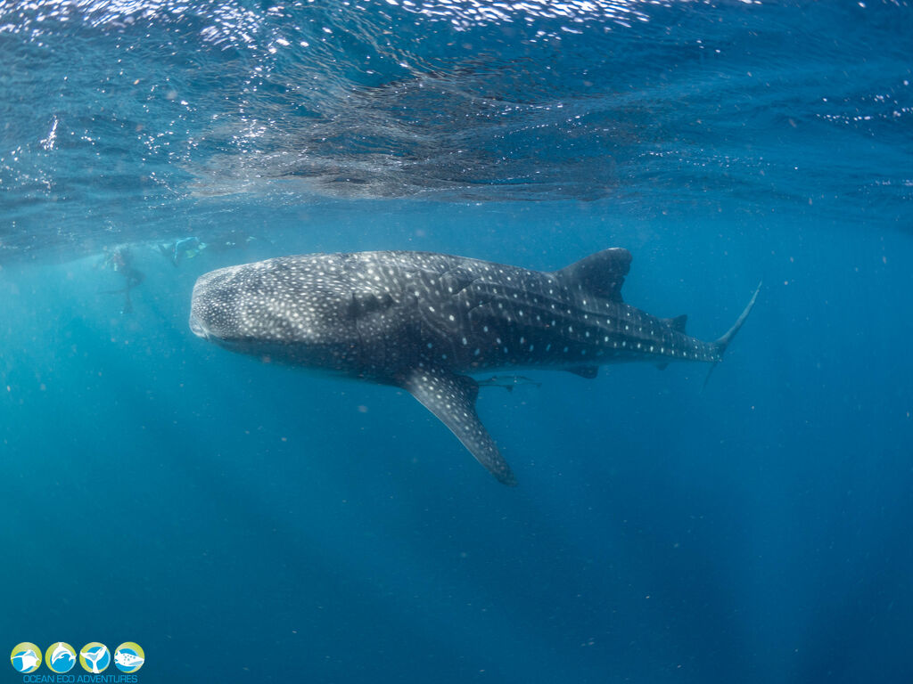 bac7e648-f07f-4fd1-bee4-a14fca4ef866