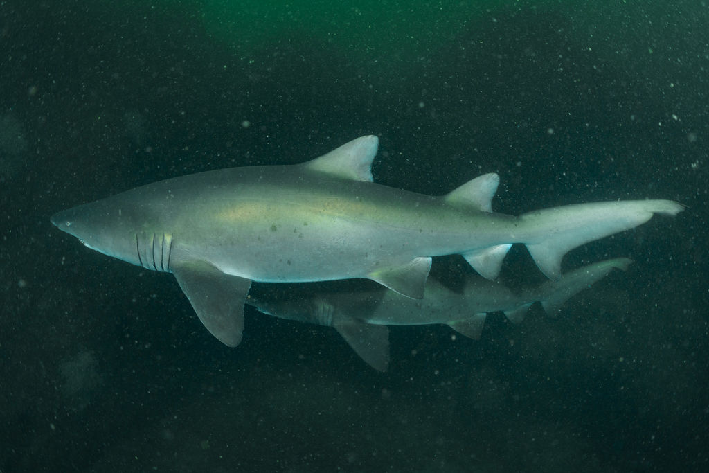 5b6ad743-833a-4557-a794-3ba2d7faf93a