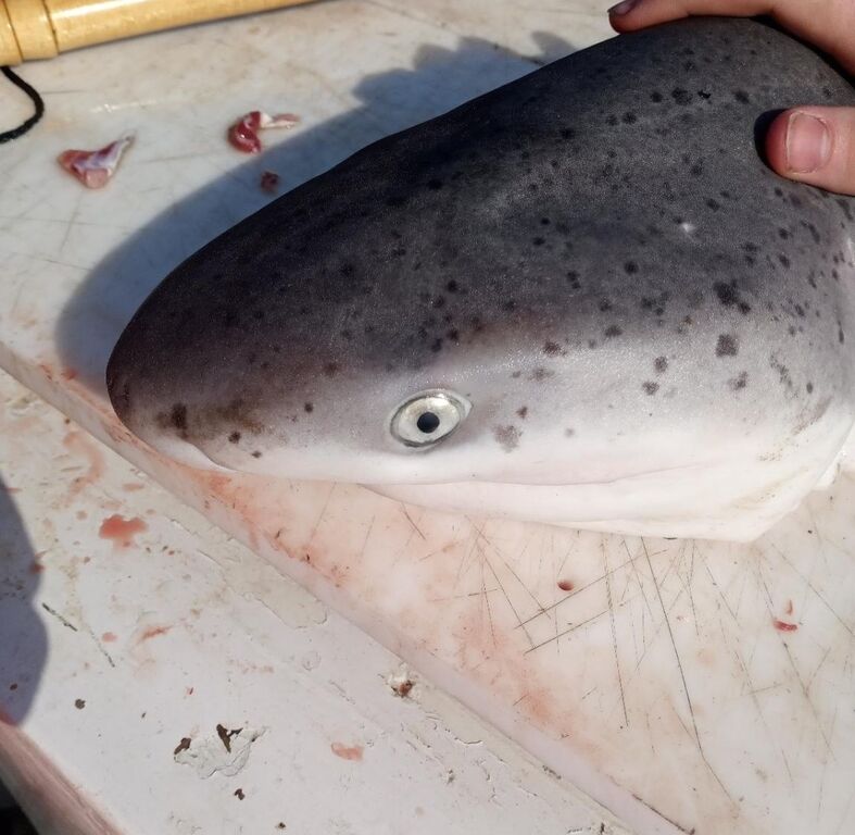 dc3d8725-fc68-4b78-af06-7b455f7a09bc