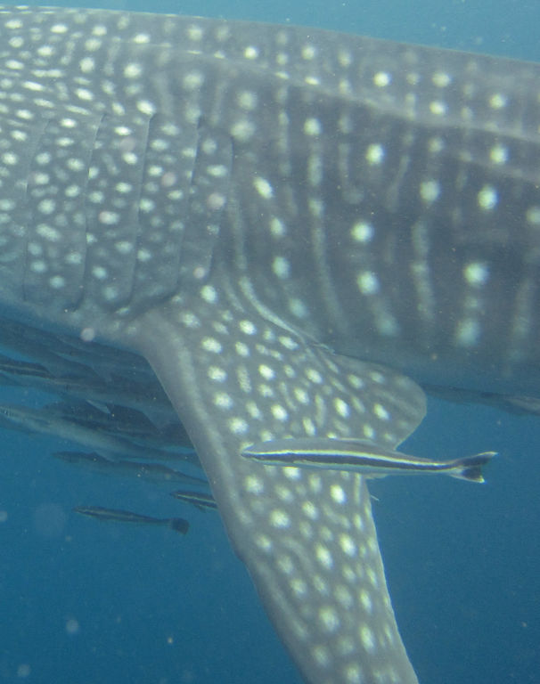 7ef6b2b8-d925-4da6-8371-5c9b0d7c06f2