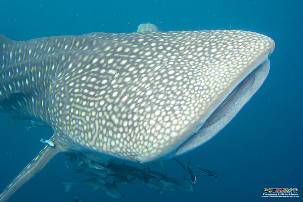 7ef6b2b8-d925-4da6-8371-5c9b0d7c06f2