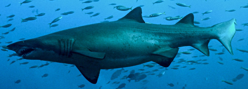 d213a988-2a13-4534-a10f-8bfeb7c96ae1