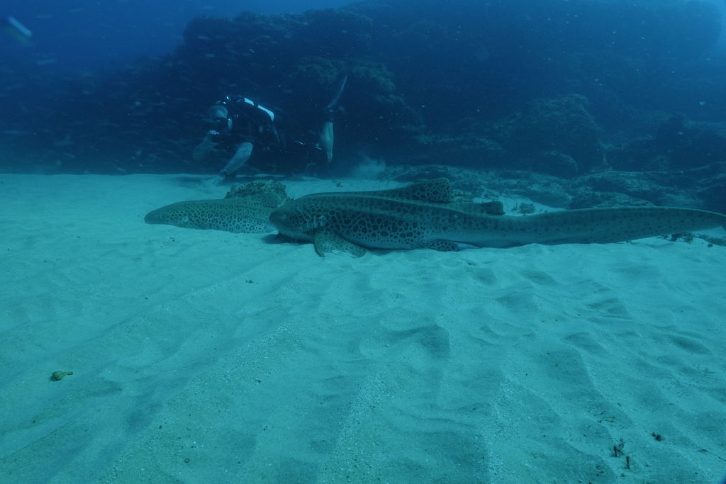 50439826-715d-421f-9b9b-5c25925abba9