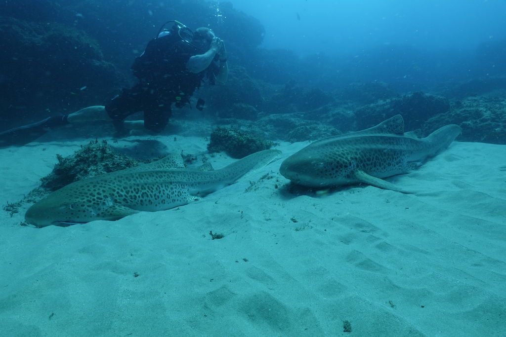 50439826-715d-421f-9b9b-5c25925abba9