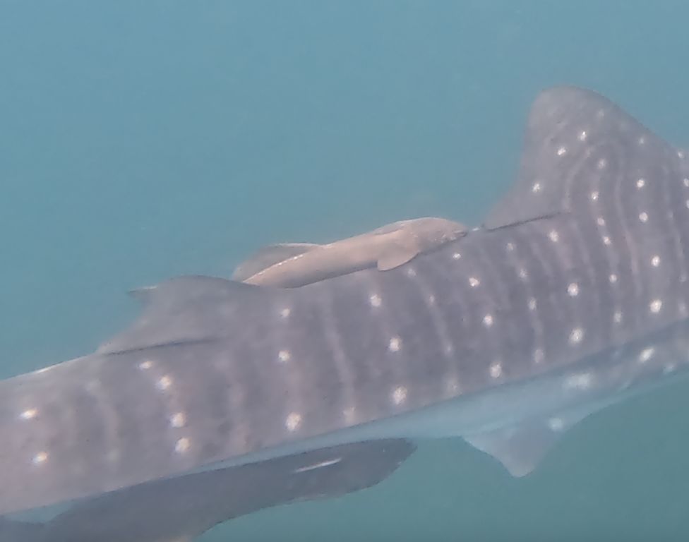 c2e8e3a5-25d9-4e9f-8b8e-7e56de03fbf2