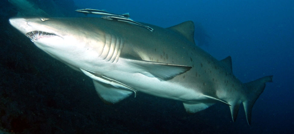 fc70bace-e6ee-4ec2-918d-225528bc8414