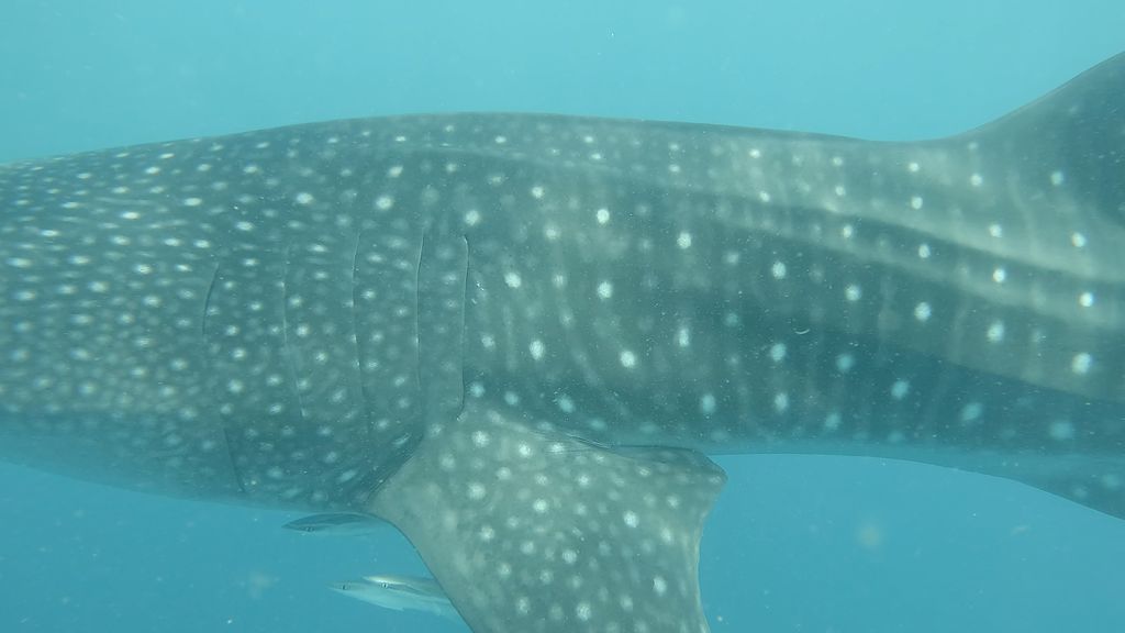 1d6050b8-2cb9-4a5a-8bf2-15252ba17c8b