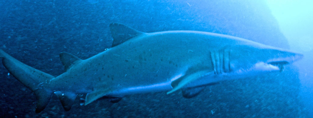 d519a79c-8bb7-4c87-96a7-e64641f62582