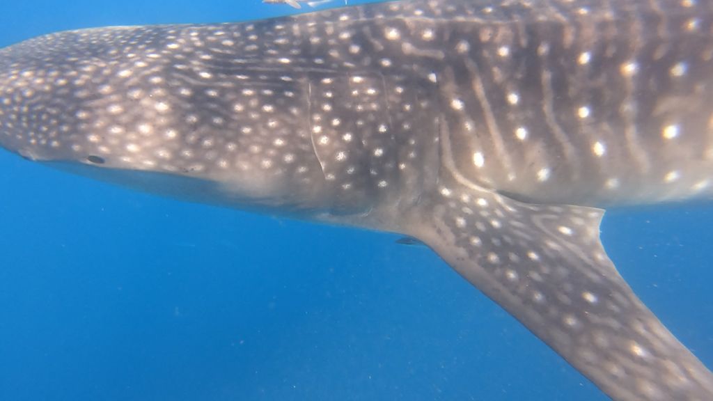 d4a4467f-1afa-4010-8f0f-41014afbe0dc