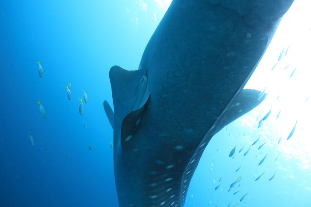 d6d4c1bd-56e5-40a8-a8b5-ca976eae7554