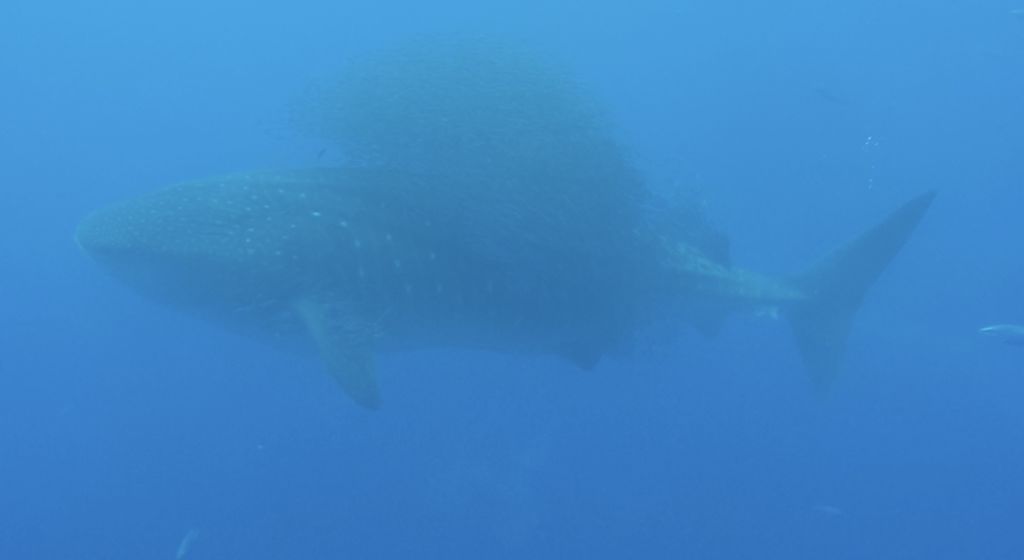 9195689d-0791-47cf-8921-a246fb656818