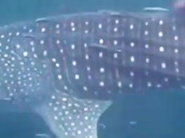 990a68f3-8b19-4979-8699-2778061a122a