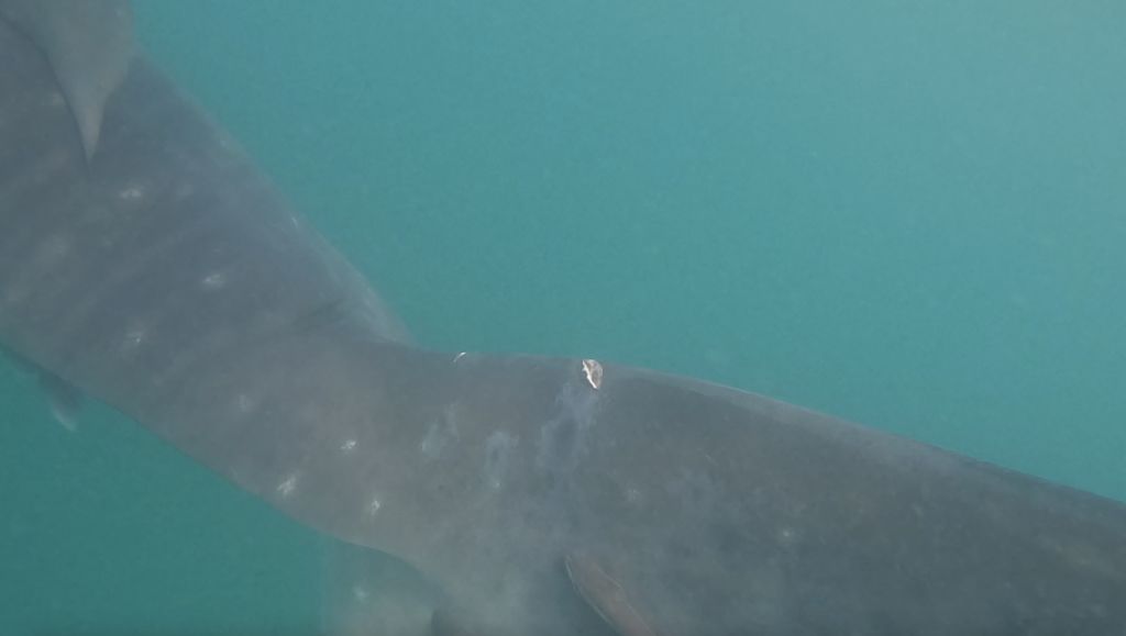 1e6f1849-a027-449f-820a-110bdff8dc40