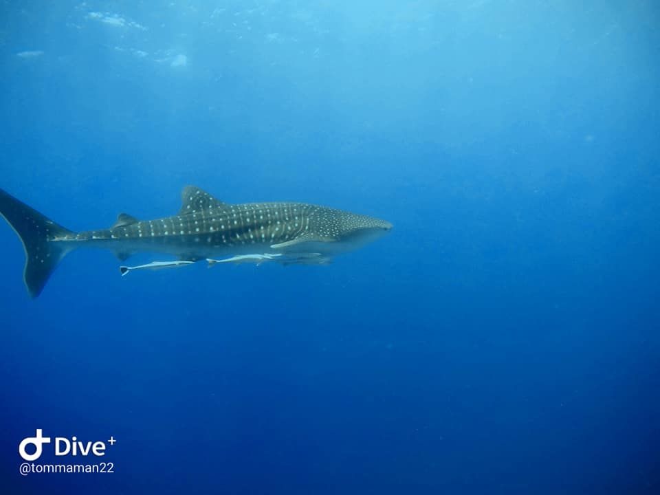 a2133e0f-073a-49e3-a876-b0faa6be0d7e