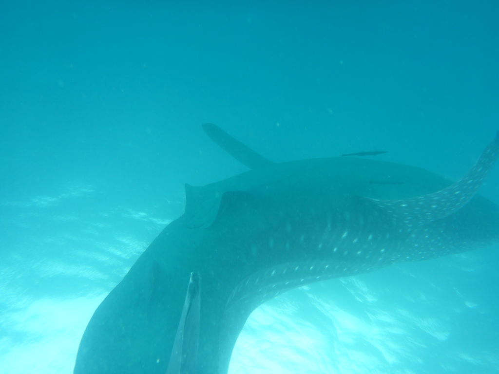 745d0190-efa6-4b9f-9e7a-d126cbd52e70