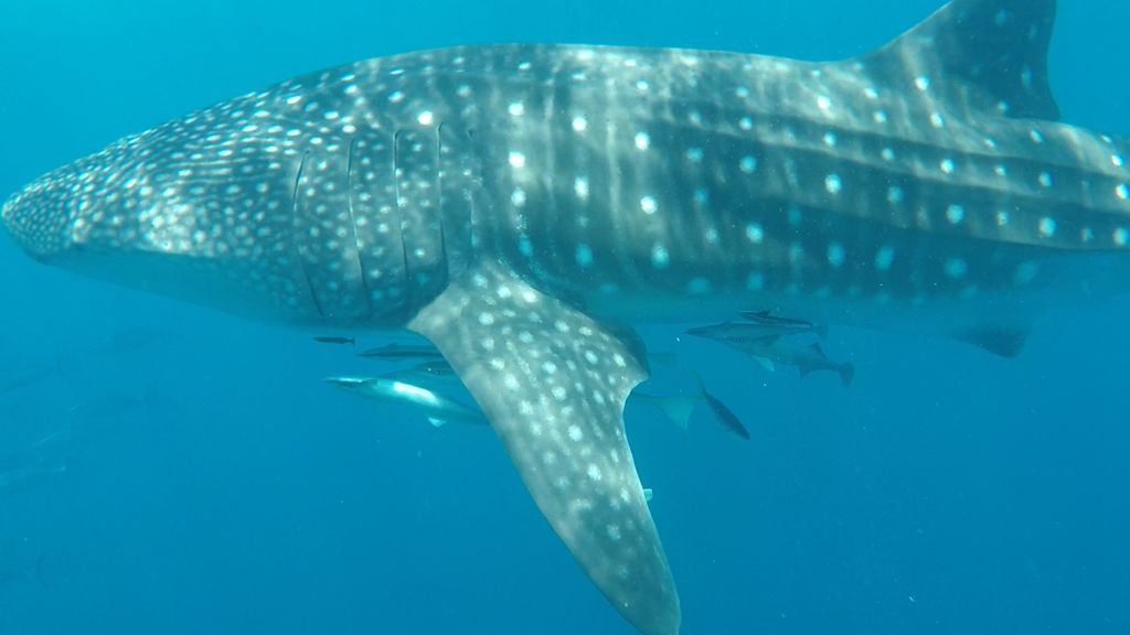 78e95ba4-5767-4577-ac64-7c2605f1b2f7