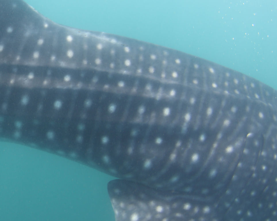 ffa1fffb-175c-45b8-bc0b-802c8af48ee8