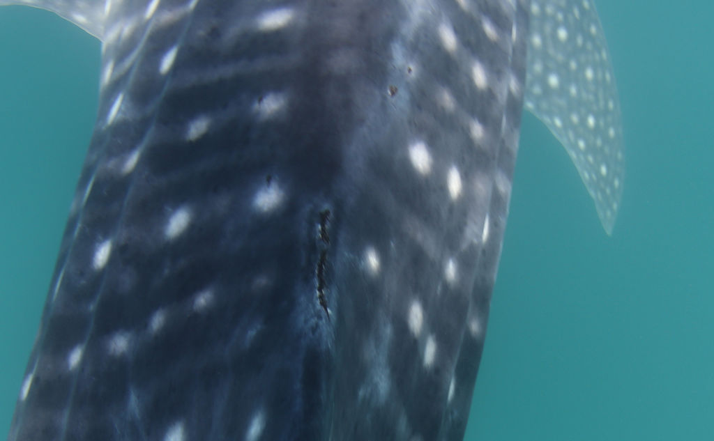 ffa1fffb-175c-45b8-bc0b-802c8af48ee8