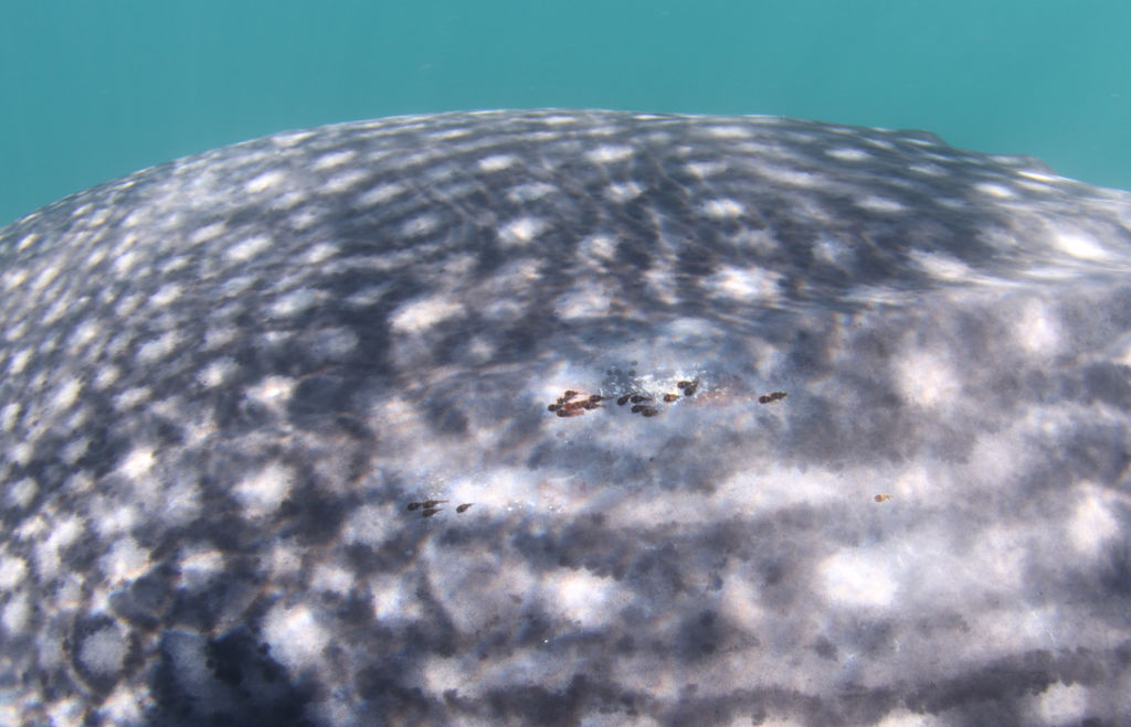 ffa1fffb-175c-45b8-bc0b-802c8af48ee8