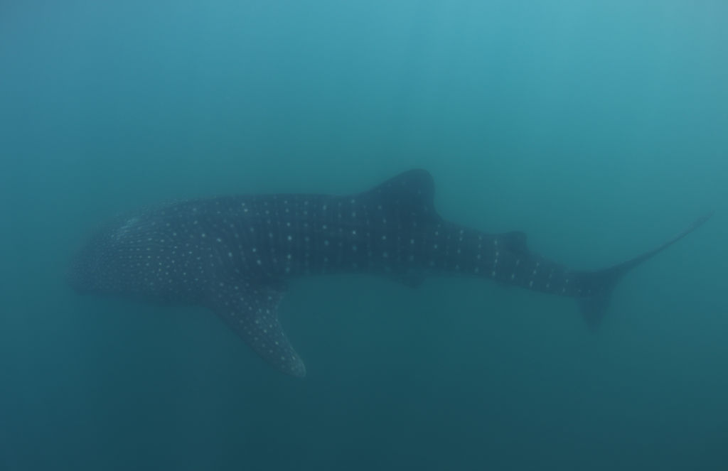 ffa1fffb-175c-45b8-bc0b-802c8af48ee8