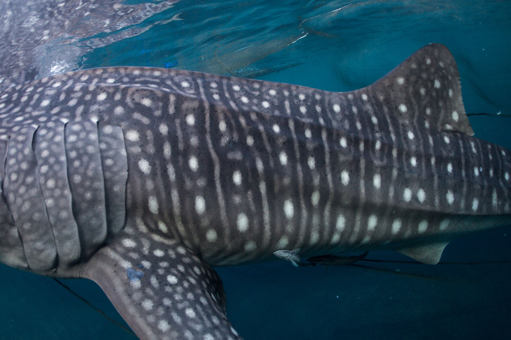 33f52c8a-6534-4424-8fd9-e8ee69f1da64