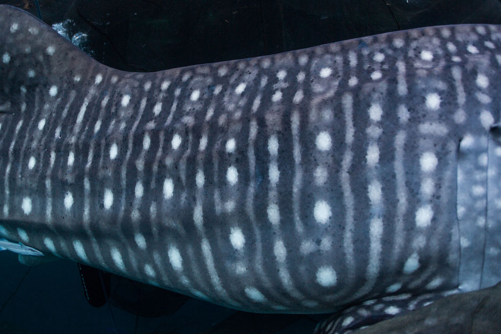 33f52c8a-6534-4424-8fd9-e8ee69f1da64