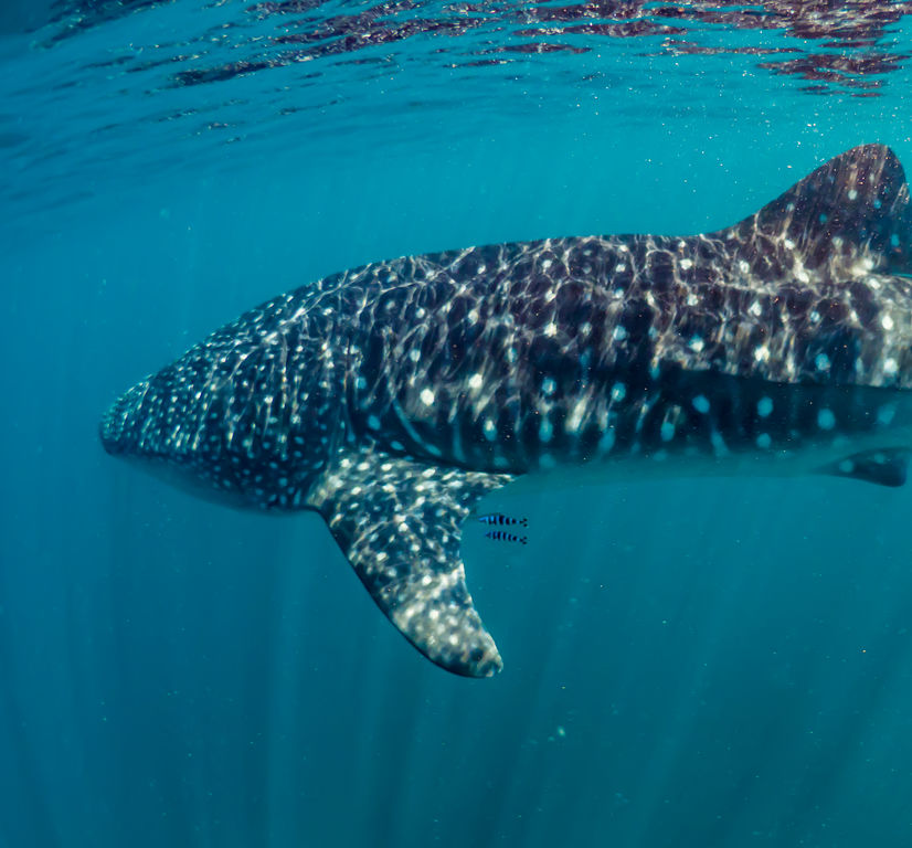 61ce9783-9291-47b4-955d-9c5513abe4a5