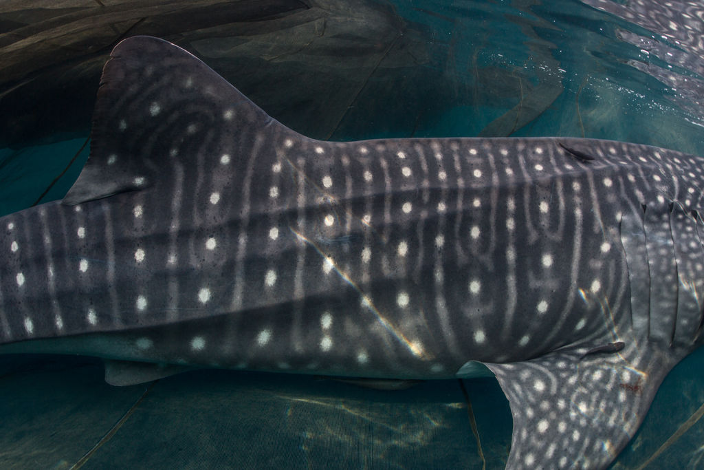 57127a28-06fd-4765-8d4e-2074877c90ca