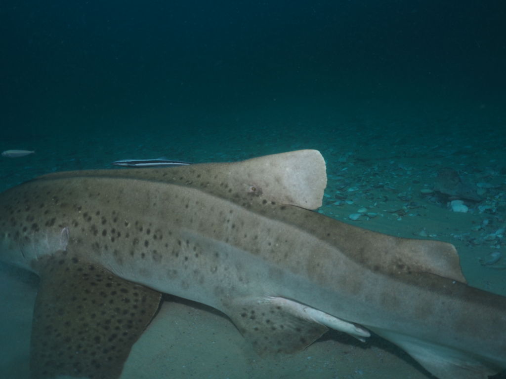 8b3db0aa-32e3-4308-889d-ee8ff9bbf7df