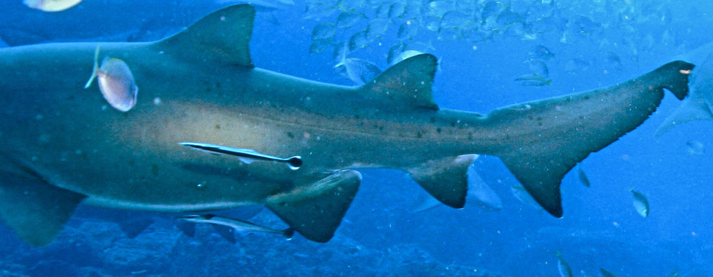 2f7b54fb-90bd-4067-9292-15c92aa31ae2