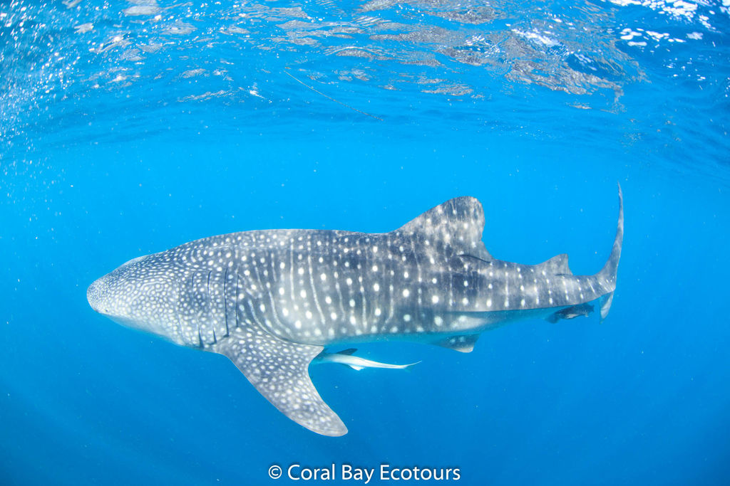 8929f0c7-c22d-4ced-a33a-3e0c4e025936