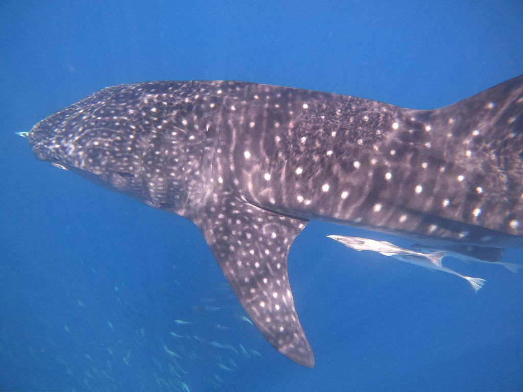 d6679044-9f92-4b76-a010-d3b7d2736e58