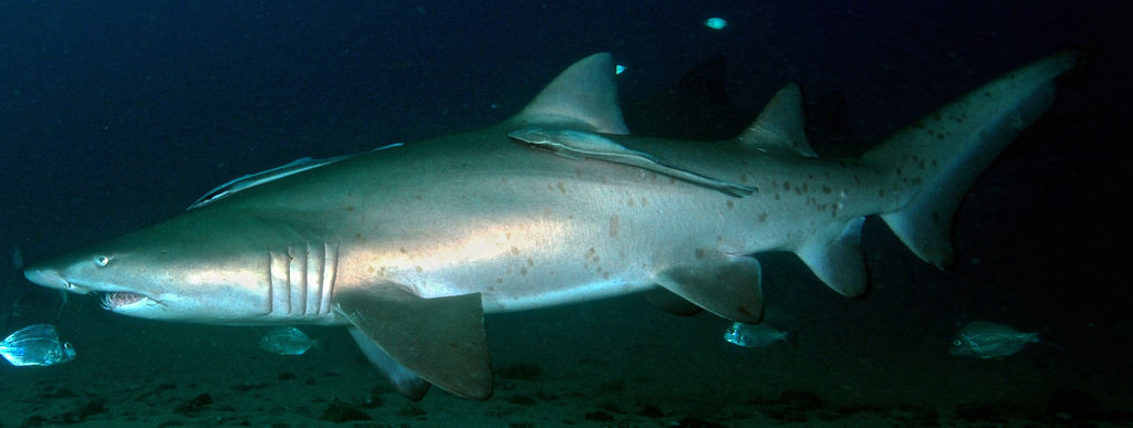 18563e31-15be-4f81-833e-7997238bac26