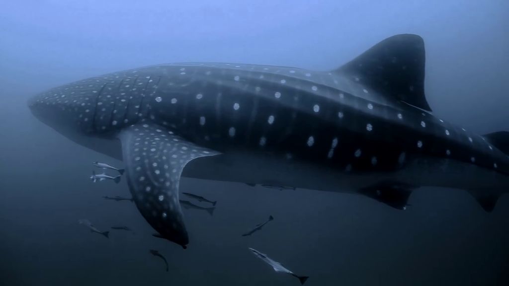 9e6ce0e7-7db1-4d56-902d-24f4125f16f7