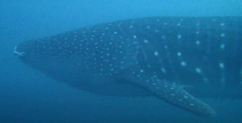 c305b983-fe9d-4d2f-8d15-0d9909a60a61