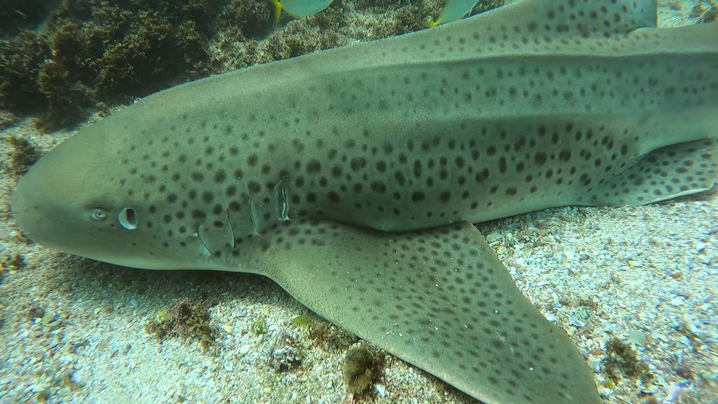 858cf93b-b670-4400-b442-523085d215f8