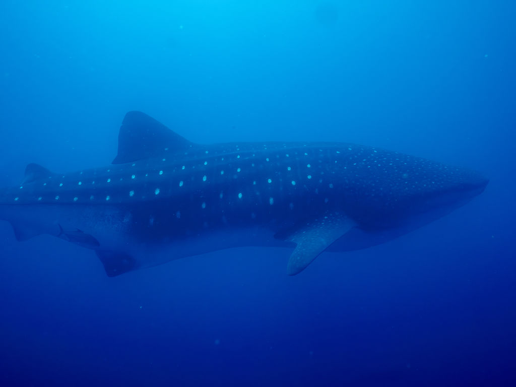 bcdb511c-3807-41f9-98a9-b5e035b7e9d3