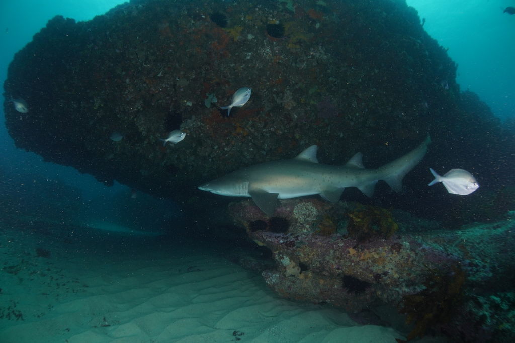 f6593e62-e2fd-4d3c-a15e-a733f30e30ed