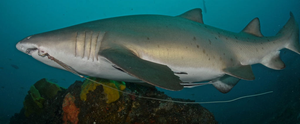 e41b82c0-e9e7-4a15-b8c8-a8fc764a1ec0