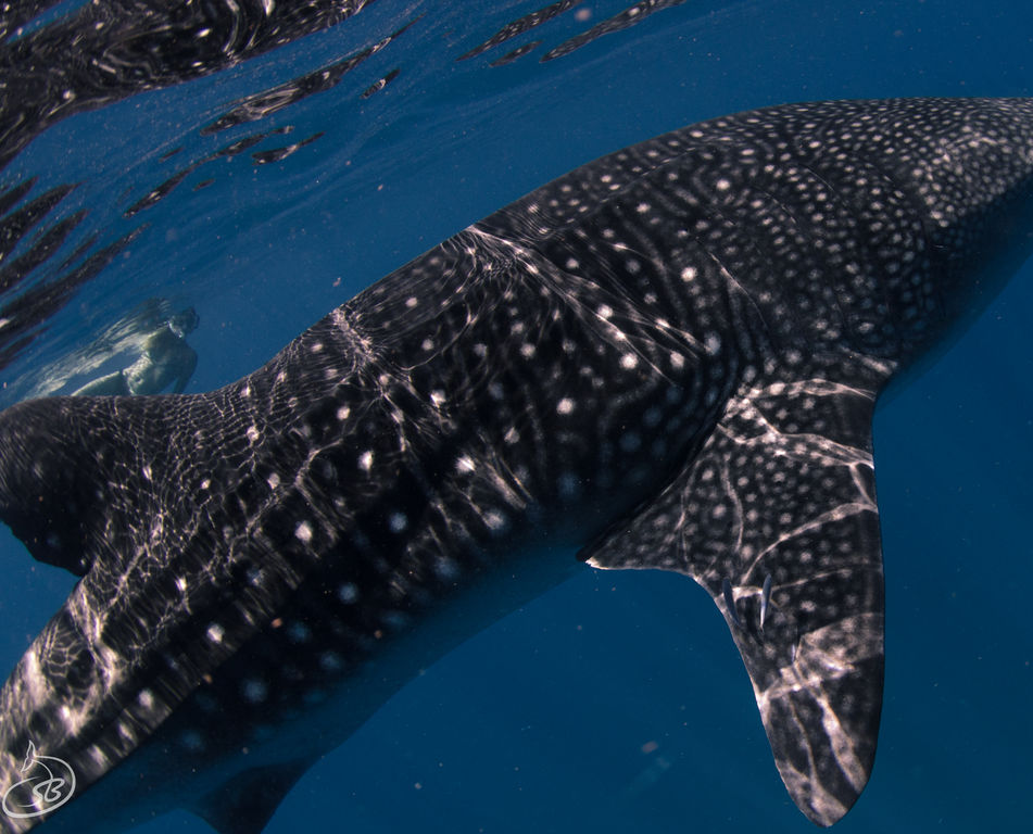 384876e2-0b86-4086-8b47-b7cf48e8d01f