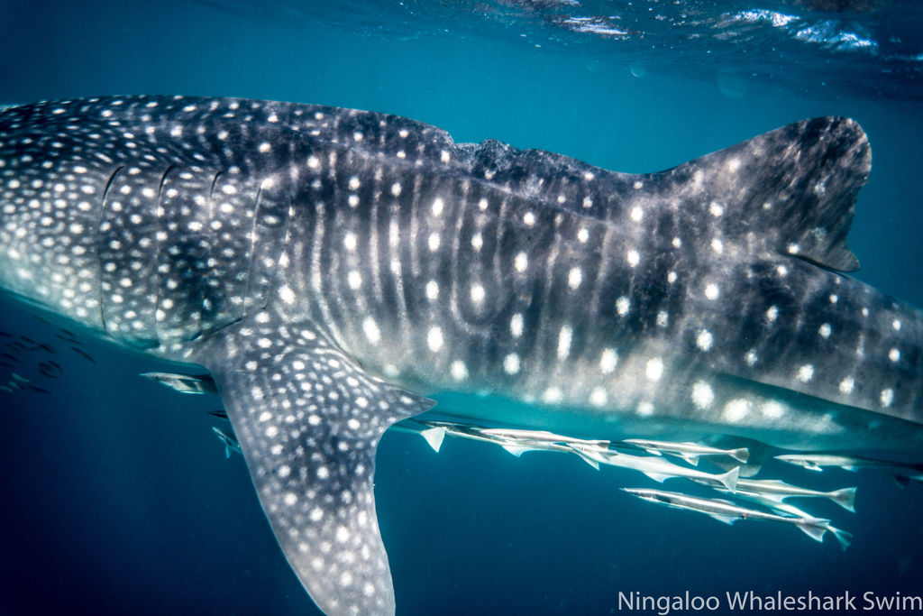 a8f2d866-e51d-4633-93b4-a021adff83b3