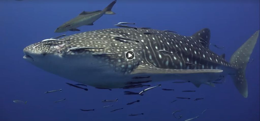 aed94df1-e48e-4e33-9356-ee9b525dad20