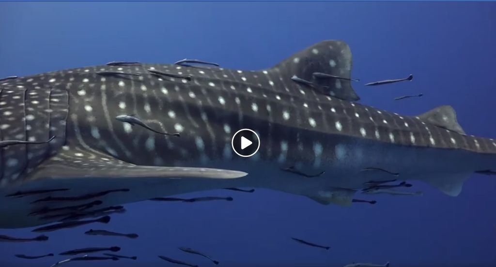 aed94df1-e48e-4e33-9356-ee9b525dad20