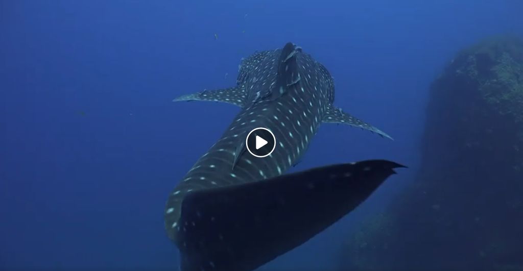 aed94df1-e48e-4e33-9356-ee9b525dad20