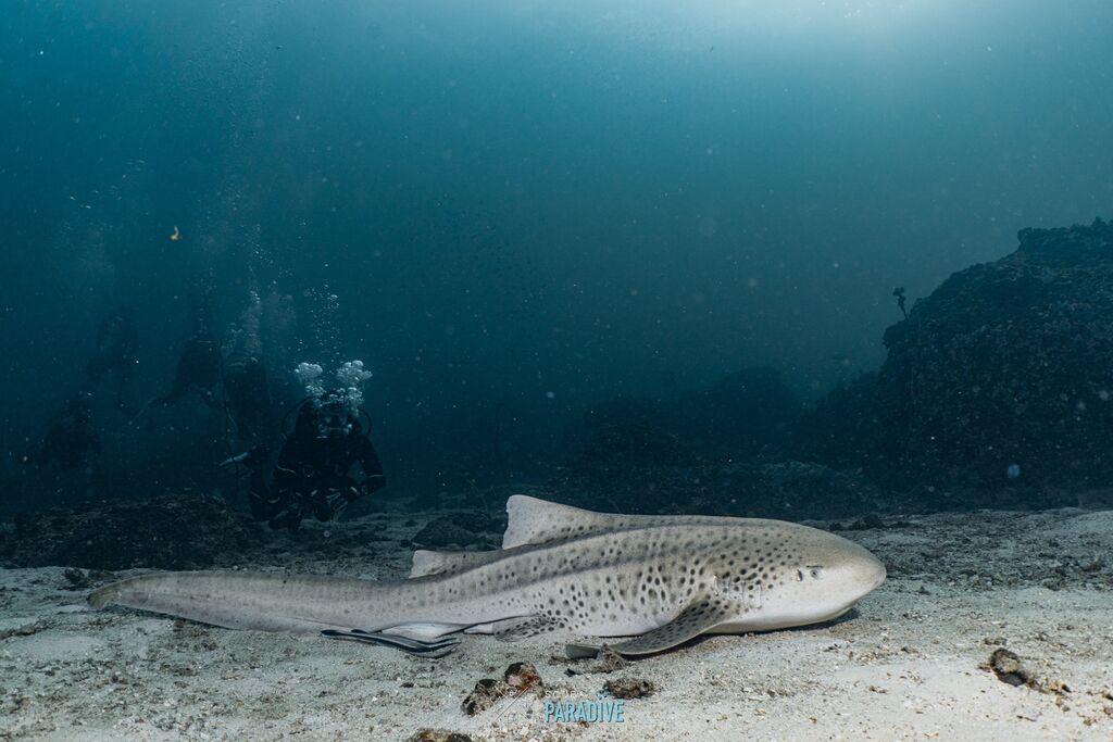 a7de2f7a-15ab-4f2d-8897-47a139a3e02d