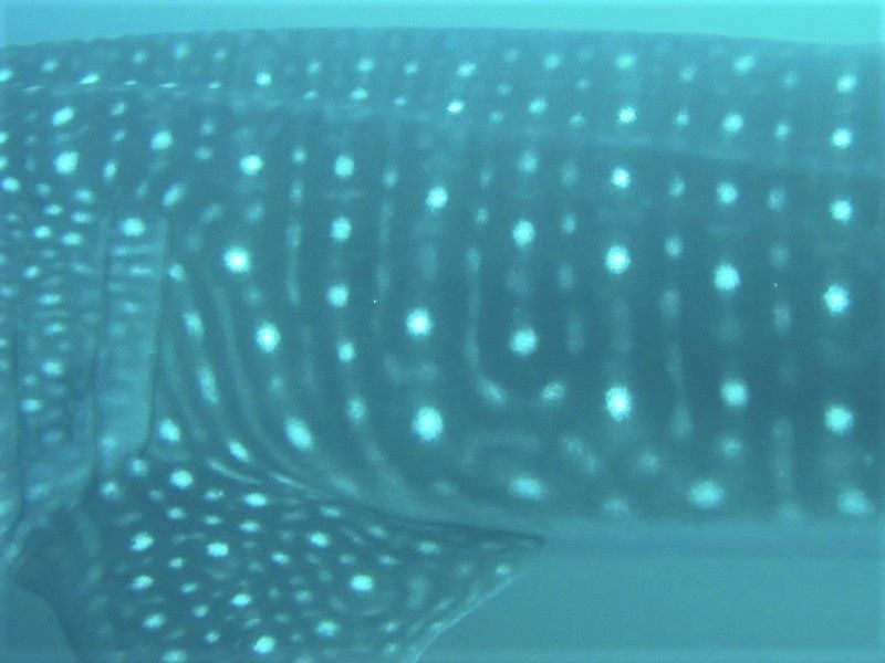 dc930331-c42f-4783-8d48-aab4eec280d4