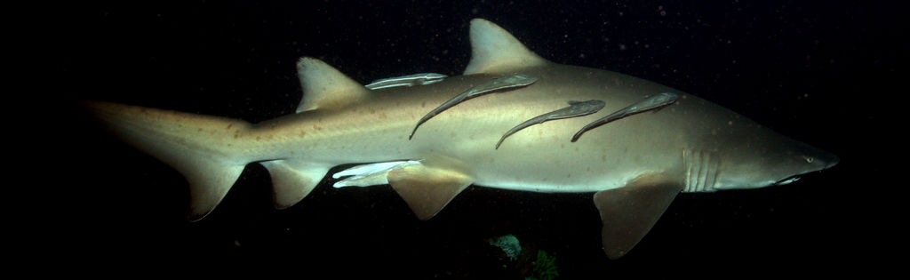 2a8f4b60-c456-4bda-be6c-bc57d8f601d0