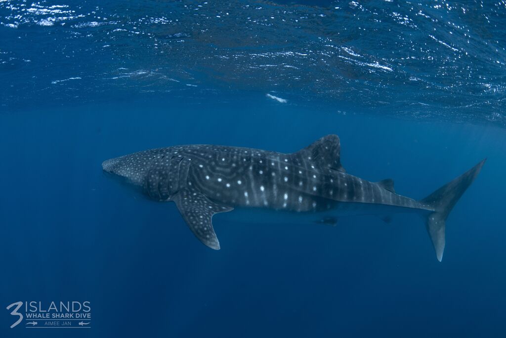 70aff883-043a-4cd5-b169-663aef74ba69