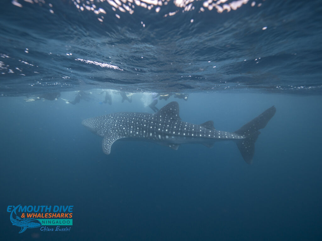 12d454f2-0dba-4976-a878-cfbe298c162f