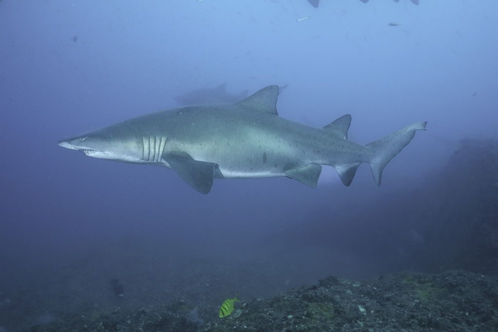 e43ce231-ca3c-45f0-a3d4-2f10d7c03205